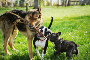 three dogs chewing on a stick