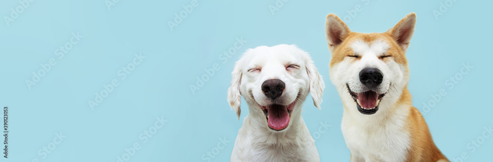 dogs swinting and smiling