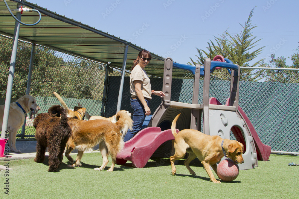 dogs at a daycaree running