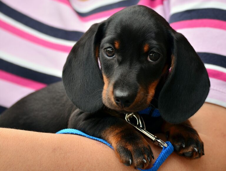 dachshund, puppy, pet-1519374.jpg