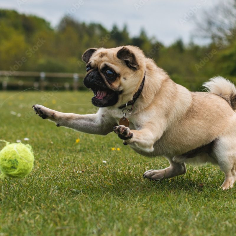 a brown pug chasing a ball